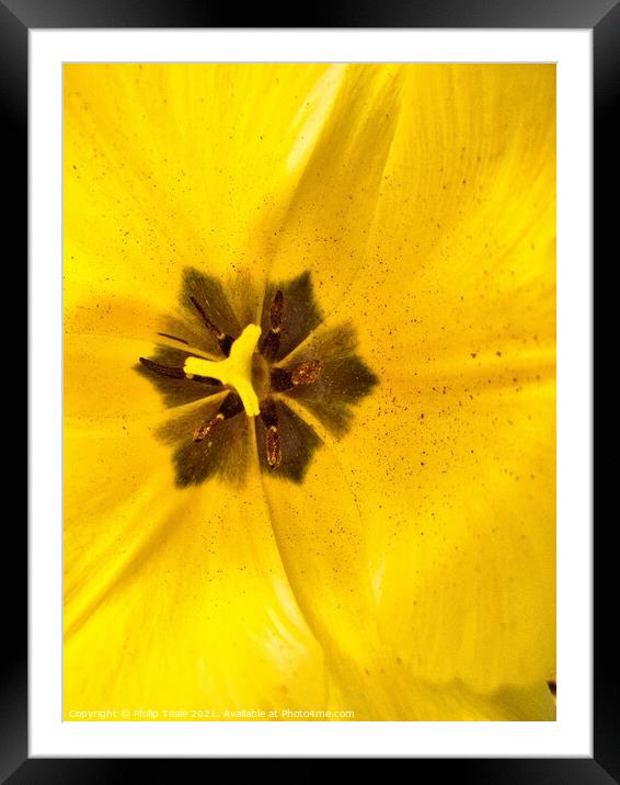 A close up of a flower Framed Mounted Print by Philip Teale