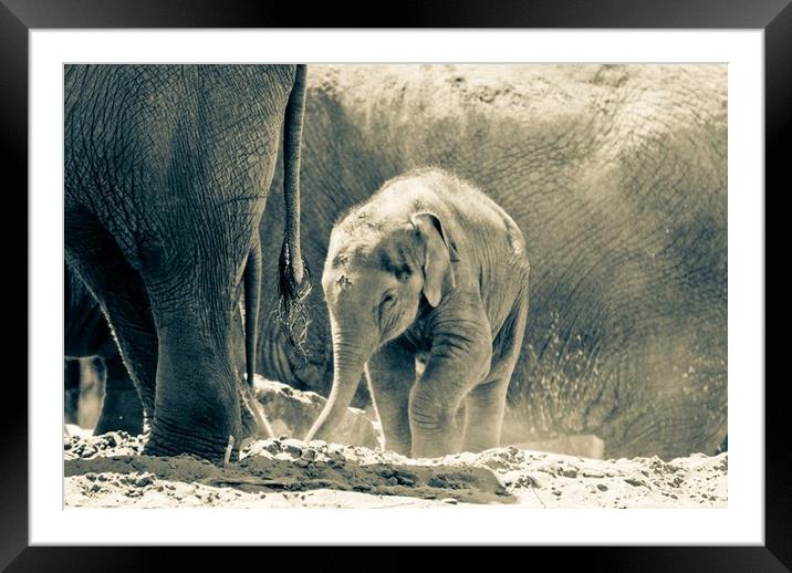 Elephant calf Framed Mounted Print by Philip Teale