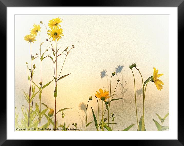 Sunflowers Framed Mounted Print by Philip Teale