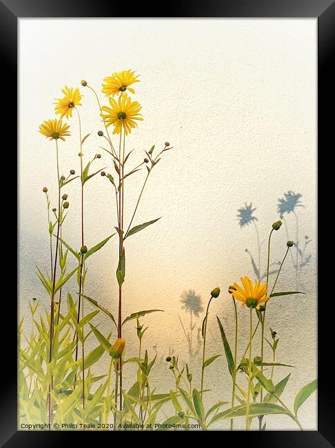 Sunflowers Framed Print by Philip Teale