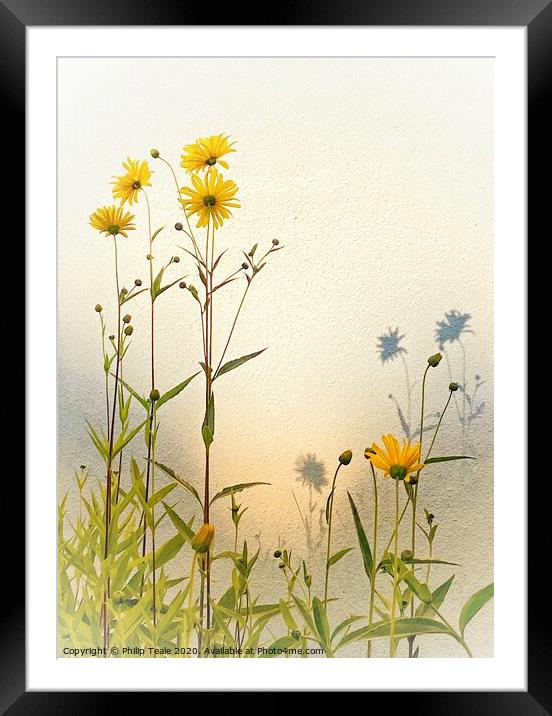 Sunflowers Framed Mounted Print by Philip Teale