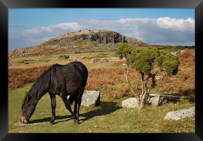  Bodmin Moor Pony, Sharptor, Cornwall Framed Print by Brian Pierce