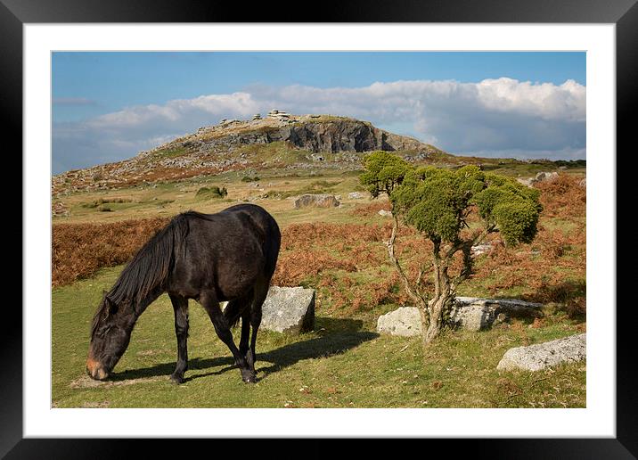  Bodmin Moor Pony, Sharptor, Cornwall Framed Mounted Print by Brian Pierce