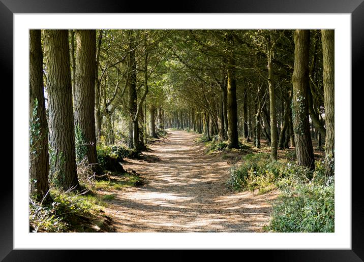 The Path Through The Woods Framed Mounted Print by Brian Pierce