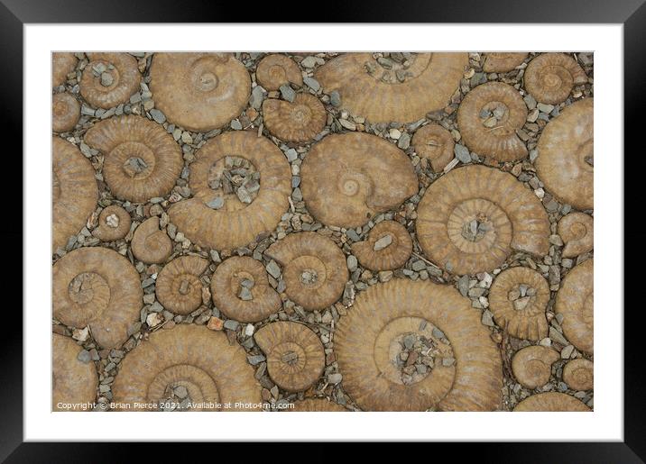 Ammonite Pavement (Colour)  Framed Mounted Print by Brian Pierce