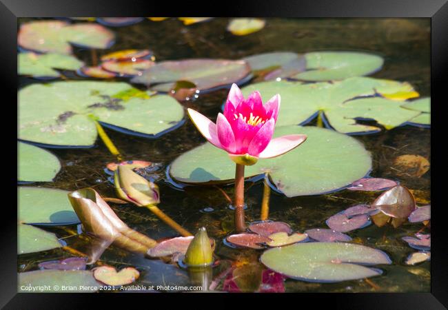 Water Lily Framed Print by Brian Pierce