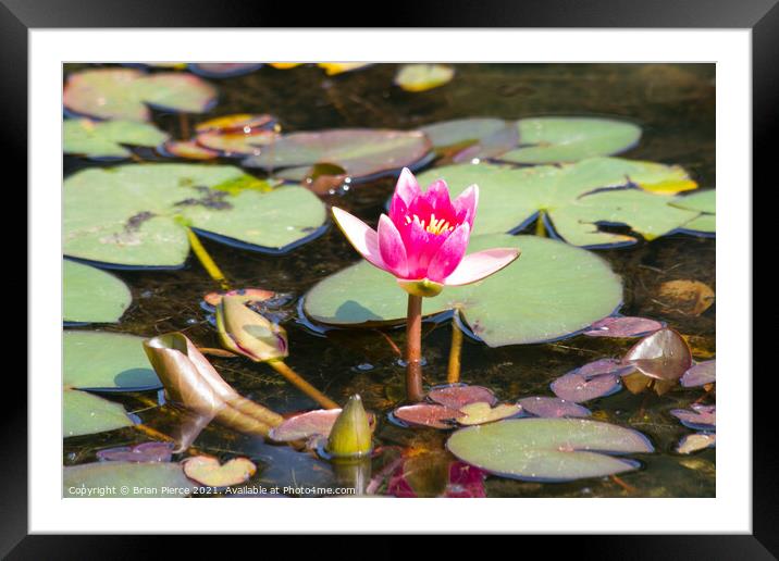 Water Lily Framed Mounted Print by Brian Pierce