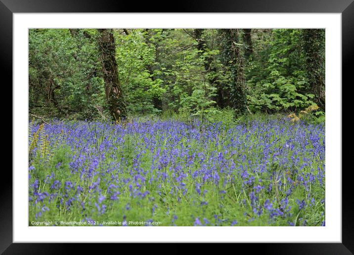 Bluebell Wood, Cornwall Framed Mounted Print by Brian Pierce