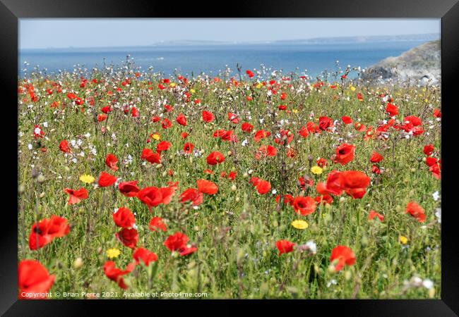Wild flowers on the cliffs at West Pentire, Cornwa Framed Print by Brian Pierce