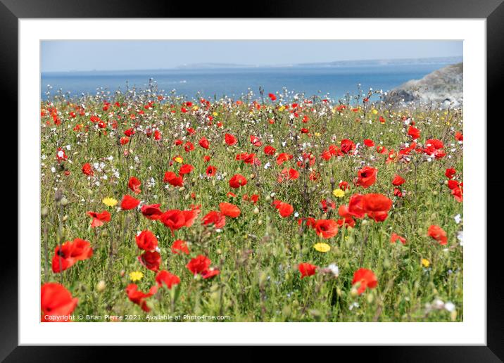 Wild flowers on the cliffs at West Pentire, Cornwa Framed Mounted Print by Brian Pierce