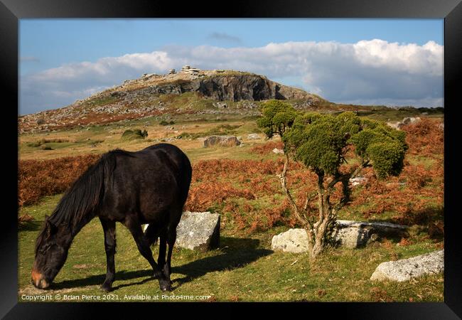 Pony grazing on Bodmin Moor, Cornwall Framed Print by Brian Pierce