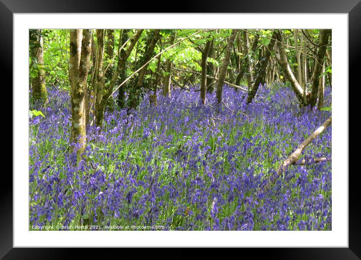 Bluebell Wood, Cornwall  Framed Mounted Print by Brian Pierce