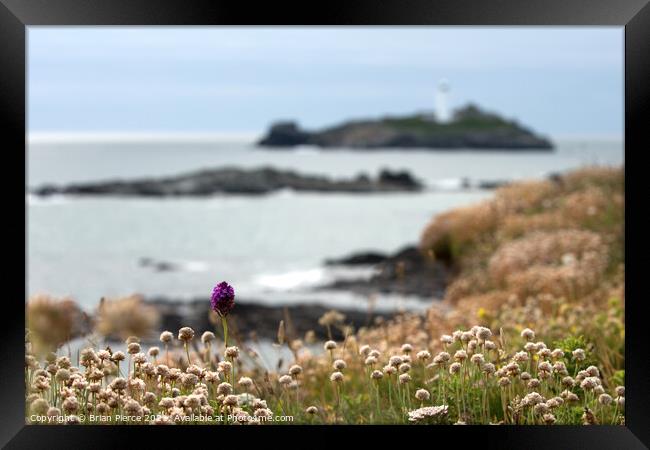 Thrift, Orchids and Godrevy Lighthouse from the So Framed Print by Brian Pierce