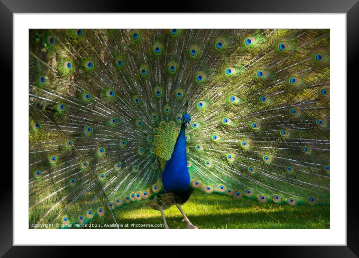 Peacock Framed Mounted Print by Brian Pierce