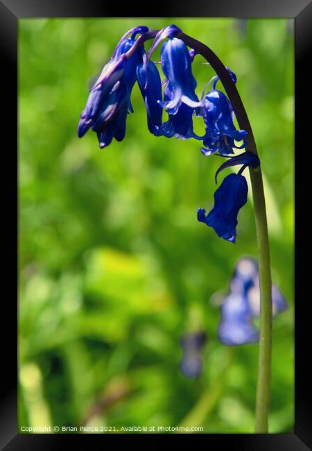 Bluebell Framed Print by Brian Pierce