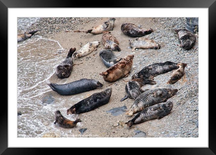 Seals at Mutton Cove, Cornwall Framed Mounted Print by Brian Pierce