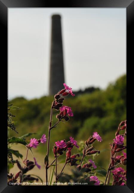 Red Campion with a Cornish Mine Framed Print by Brian Pierce