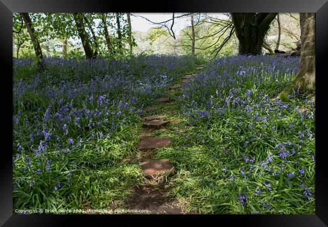 Bluebell Woods, Cornwall  Framed Print by Brian Pierce