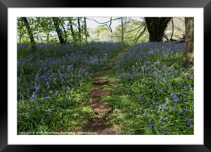 Bluebell Woods, Cornwall  Framed Mounted Print by Brian Pierce