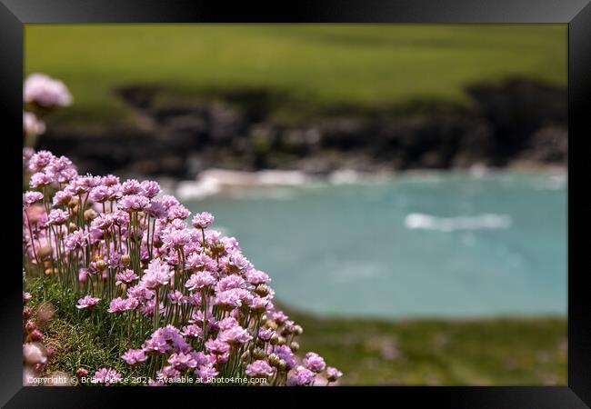 Thrift/Sea Pinks on the cliff above Polly Joke Framed Print by Brian Pierce