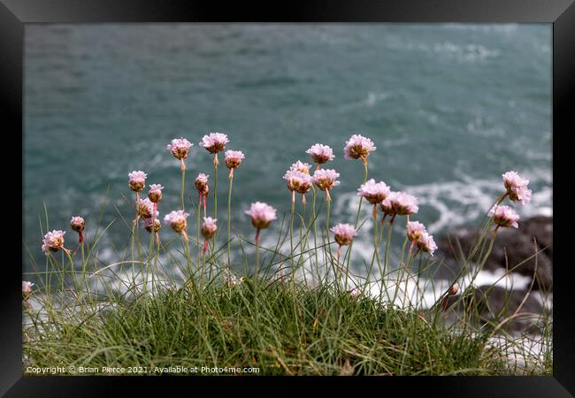 Thrift/Sea Pinks on the cliff above Prussia Cove Framed Print by Brian Pierce