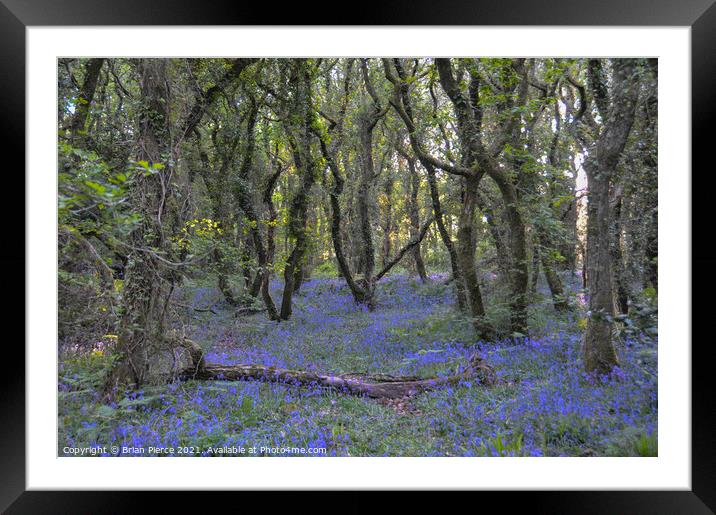 Bluebell Woods, Cornwall Framed Mounted Print by Brian Pierce