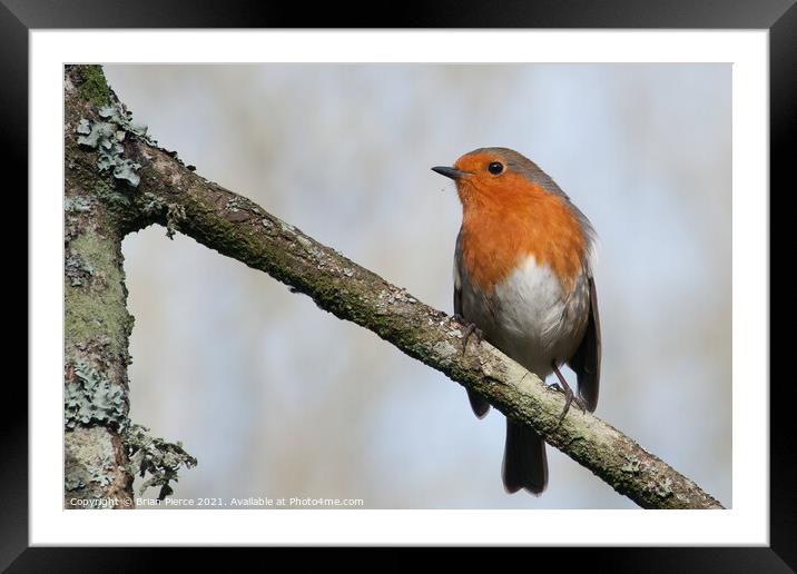 Robin Framed Mounted Print by Brian Pierce