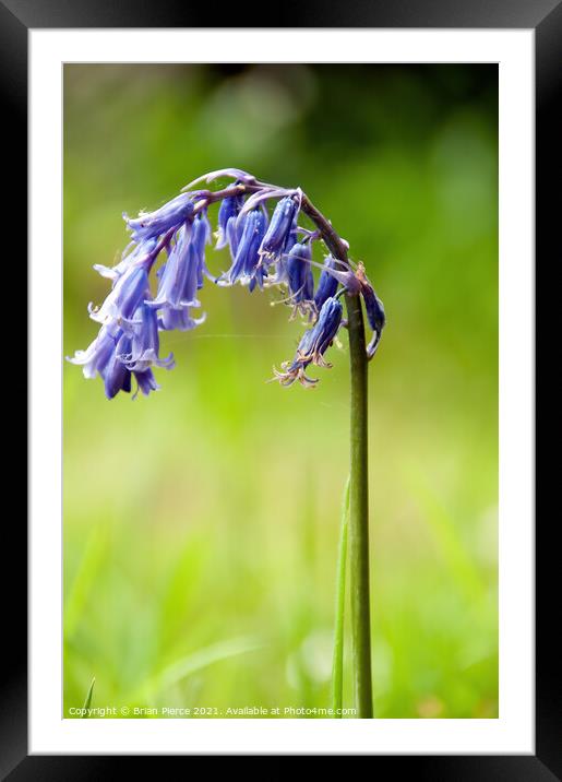 Bluebell Framed Mounted Print by Brian Pierce