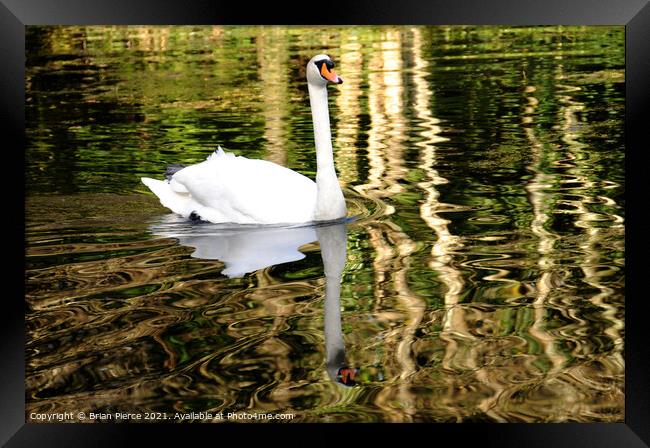Swan Reflection Framed Print by Brian Pierce