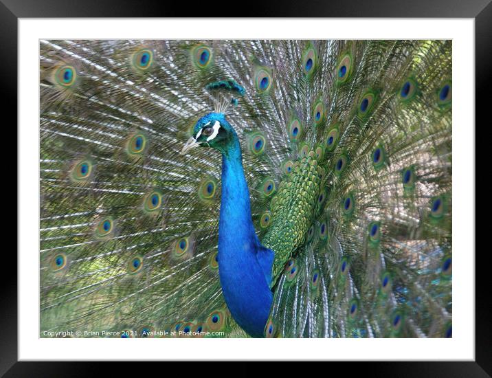 Peacock Displaying  Framed Mounted Print by Brian Pierce