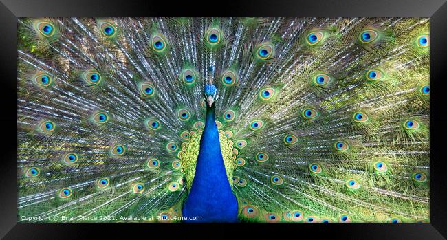 Peacock Displaying (Panorama) Framed Print by Brian Pierce