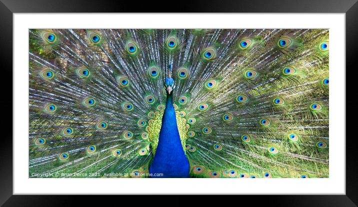 Peacock Displaying (Panorama) Framed Mounted Print by Brian Pierce