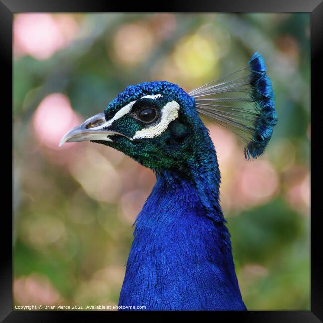 A close up a Peacock Framed Print by Brian Pierce