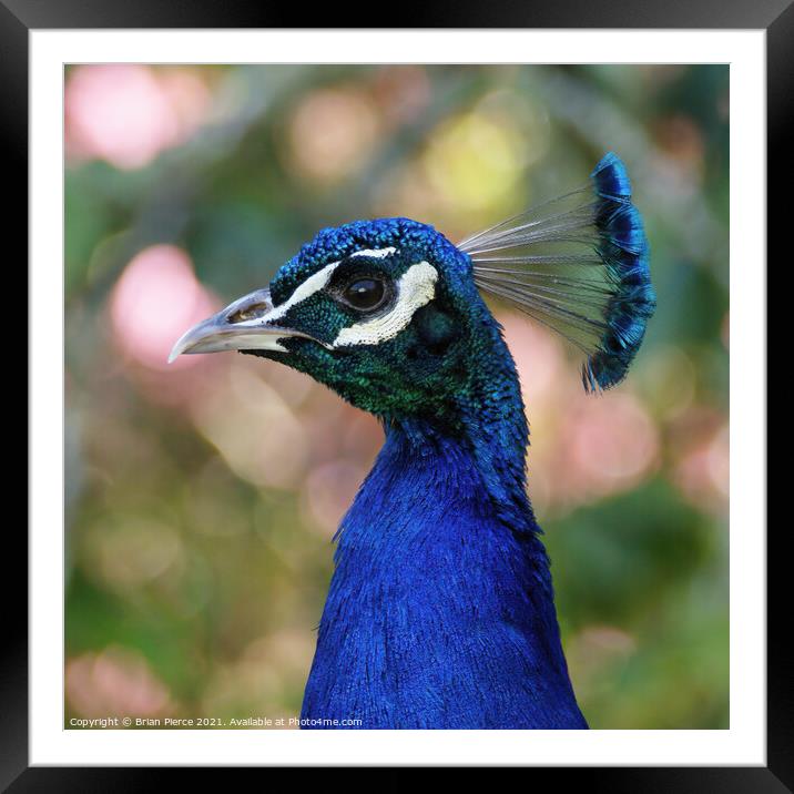 A close up a Peacock Framed Mounted Print by Brian Pierce