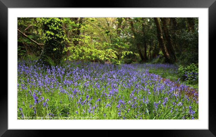 Bluebell Wood, Cornwall  Framed Mounted Print by Brian Pierce