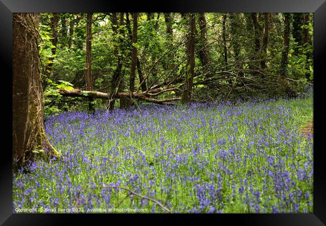 Bluebell Woods Framed Print by Brian Pierce