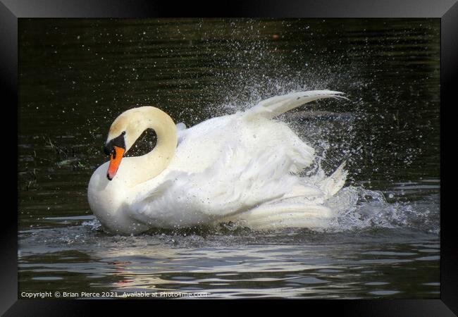 Swan bathing Framed Print by Brian Pierce