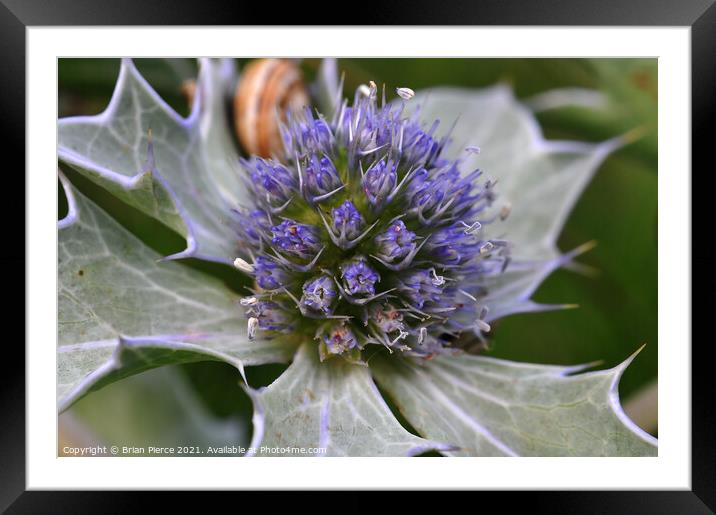 Sea Holly Framed Mounted Print by Brian Pierce