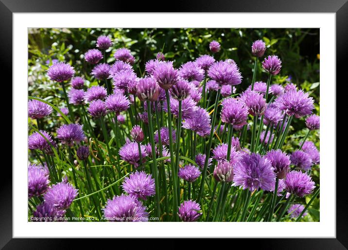 Wild Chives Framed Mounted Print by Brian Pierce