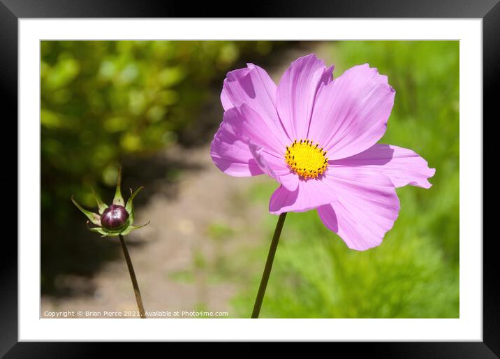 Purple Aster Framed Mounted Print by Brian Pierce