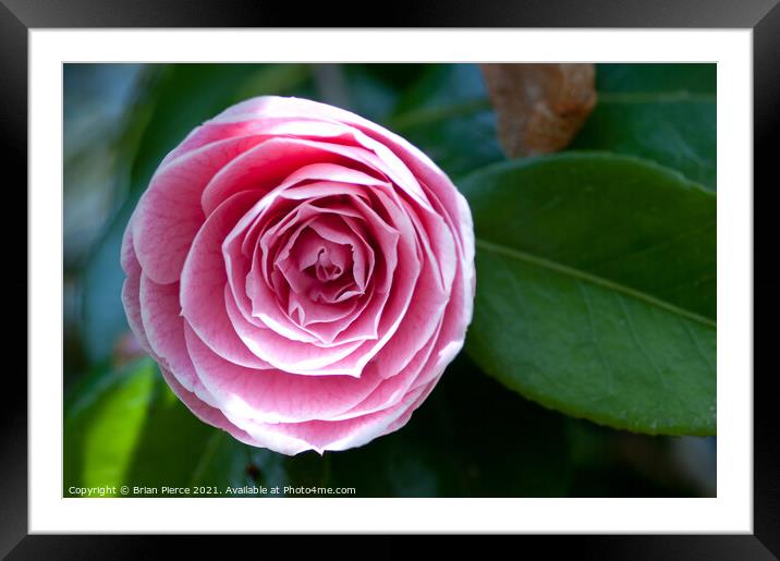 Pink Camelia Framed Mounted Print by Brian Pierce