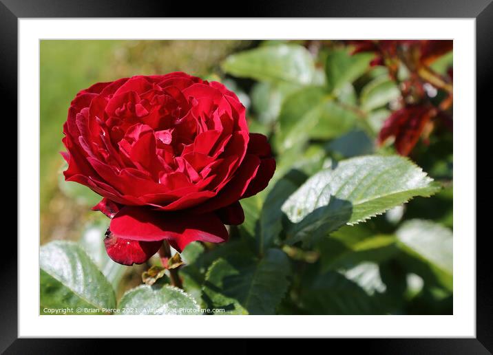 Red Camelia Framed Mounted Print by Brian Pierce