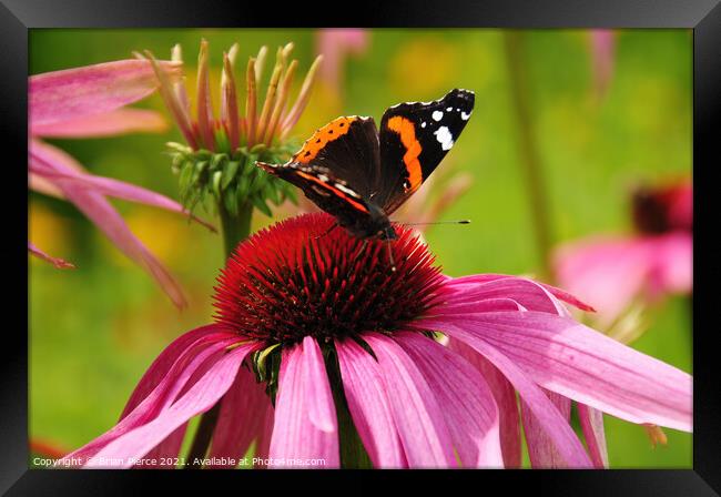Red Admiral Butterfly on a Cone Flower Framed Print by Brian Pierce