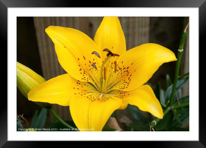 Day Lily Framed Mounted Print by Brian Pierce