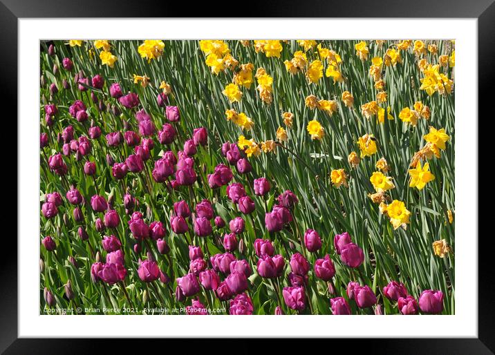 Yellow, Green and Purple Framed Mounted Print by Brian Pierce