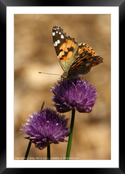 Painted Lady on Chives Framed Mounted Print by Brian Pierce