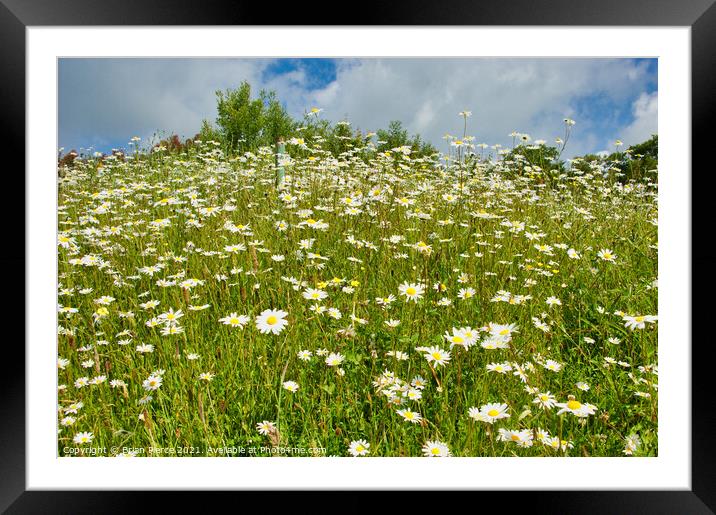A field of Dasies Framed Mounted Print by Brian Pierce