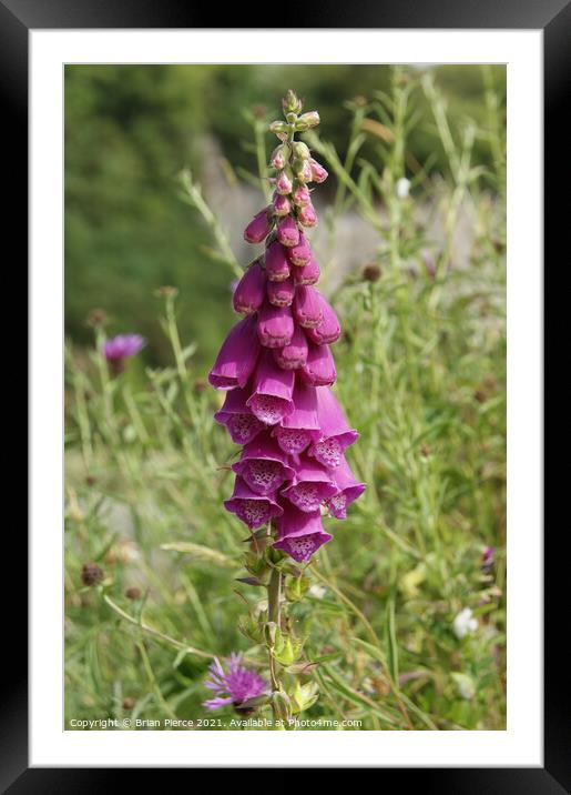 Purple Foxglove Framed Mounted Print by Brian Pierce