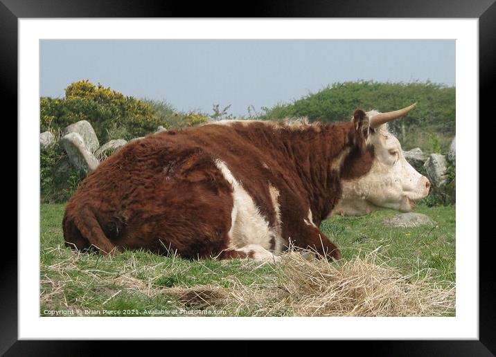 A brown and white cow in a field Framed Mounted Print by Brian Pierce