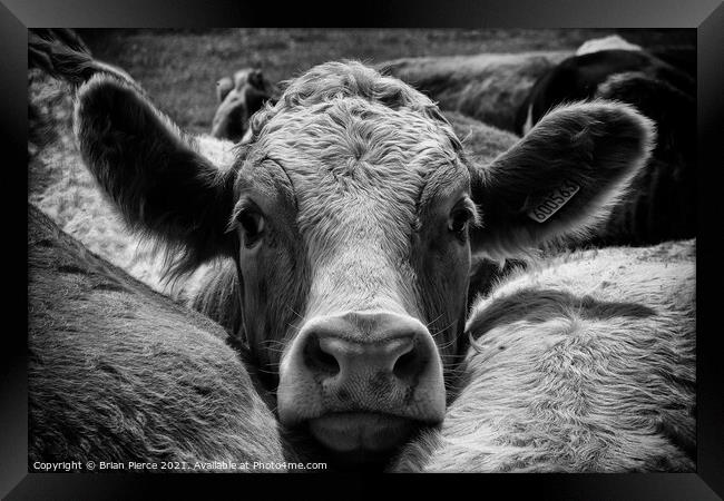 A brown and white cow (monochrome) Framed Print by Brian Pierce